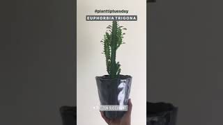 How To Care For A Euphorbia Trigona Succulent Plant  Easy to Care For Sun Lover Statement Plant [upl. by Drhcir]