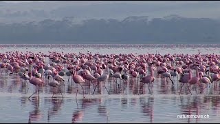 Flamingo Lake Nakuru [upl. by Mars]