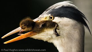 Angry mother ducks cant stop a heron that does eat animals for prey meat and is eating ducklings [upl. by Klarrisa]