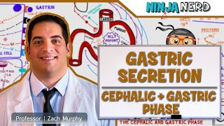 Gastrointestinal  Gastric Secretion The Cephalic amp Gastric Phase [upl. by Gregson]