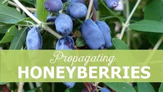 Propagating honeyberries [upl. by Lahtnero]