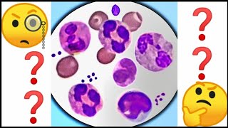 White Blood Cell Identification  WBC practice  under microscope [upl. by Kayle]