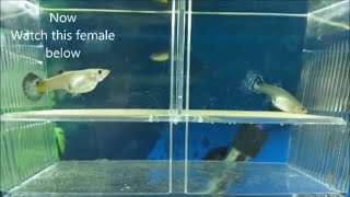 How to breed guppies  different methods for breeding guppies mollies and other livebearers [upl. by Pavla632]