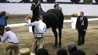 2014 World Percheron Congress Supreme Champion Percheron Selection [upl. by Ennahtur]