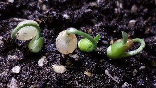 How to grow haemanthus albiflos from seeds [upl. by Krishna]