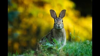 Hasengeräusche  bunny sounds [upl. by Lemrej]