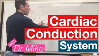 Cardiac Conduction System  Cardiology [upl. by Nanah721]