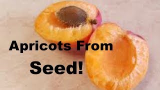 How to Grow Apricots From Seed [upl. by Fawcette]