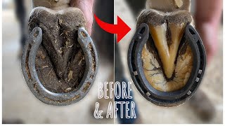 HOOF RESTORATION  VERY SATISFYING  FARRIER [upl. by Elspeth962]