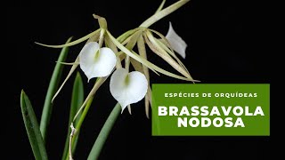 Orquídea Brassavola Nodosa [upl. by Aseel]