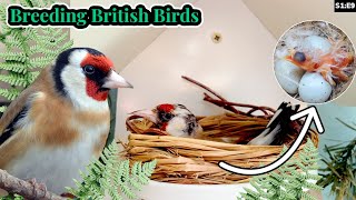 Baby Goldfinches Hatch  Breeding British Birds S1E9 [upl. by Andromeda746]