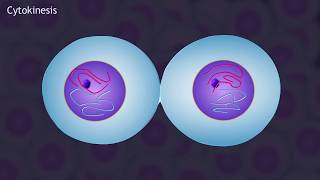 Mitosis and the Cell Cycle Animation [upl. by Aleuqahs]