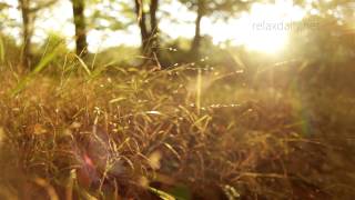 Beautiful Slow Instrumental  music for studying background healing relax  relaxdaily N°062 [upl. by Adiol94]