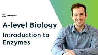 Introduction to Enzymes  Alevel Biology  OCR AQA Edexcel [upl. by Heyes526]