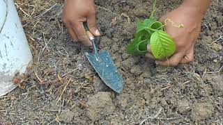 How I plant Barbadine aka Giant Granadilla [upl. by Ahsonek]