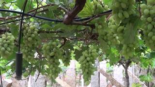 How grapes are grown [upl. by Liva791]