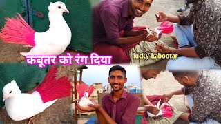 Hum Ne Bana Dia Pink Fantail Kabootar 🕊️  How To colour Pigeon🤔  कबुतर को रंग कैसे करे [upl. by Deloris]