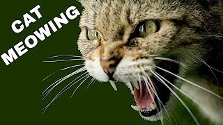 Cat Sound Effect  Cat Meowing [upl. by Ahsille]