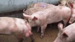 Uk pig slaughterhouse footage 2016 [upl. by Strephonn]