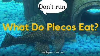 What Do Plecos Eat  Plecostomus care [upl. by Tracie92]