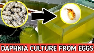 HOW TO HATCH DAPHNIA EGGS  HOW TO CULTURE DAPHNIA [upl. by Creedon]