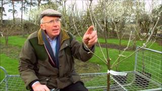 How to Prune Young Fruit Trees [upl. by Linell]