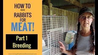 How to Raise Rabbits for Meat Part 1 Breeding [upl. by Dupre426]