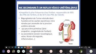 EI  Nephro  Néphropathie interstitielle chronique [upl. by Ayram731]