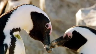 Best of Penguins  Top 5  BBC Earth [upl. by Radloff]