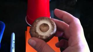 Grow mushrooms at home easily part 1 [upl. by Sammy]