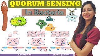 Quorum Sensing in Bacteria Cell Communication Gram positive amp Gram Negative AHL Oligopeptide [upl. by Letreece239]