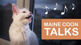 What Does A Maine Coon Sound Like  MAINE COON KITTEN meowing [upl. by Ecad152]