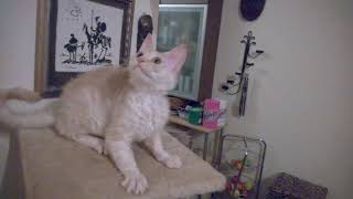 Sphynx Maine Coon CrossBreed [upl. by Uno]