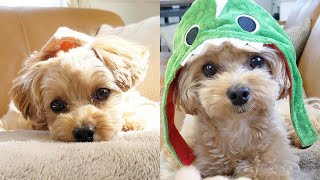 Cute Maltipoo Puppies Compilation 2 [upl. by Ayrb958]