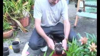 Bromeliads Online  How to plant pups [upl. by Stephan319]