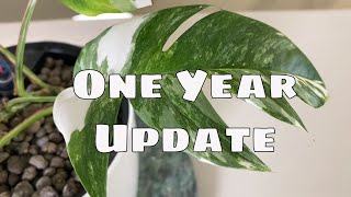 1 Year Epipremnum Pinnatum Variegata Propagation Update amp Tips [upl. by Ellehsal]