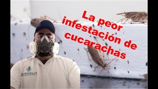 La infestación de cucarachas más grande que hemos visto [upl. by Kerred997]