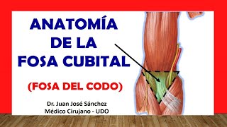 🥇 FOSA CUBITAL  FOSA DEL CODO Anatomía Rápida y Sencilla [upl. by Norreht]