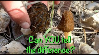 How To Identify a Real Morel From a False Morel [upl. by Bobby387]