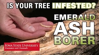 How to Tell if an Ash Tree is Infested with EAB [upl. by Dulciana]