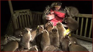 Mobbed by Raccoons 25 Tuesday Night 03 Nov 2020 [upl. by Zwart]