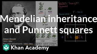 Mendelian inheritance and Punnett squares  High school biology  Khan Academy [upl. by Cynde217]