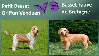 Petit Basset Griffon Vendeen VS Basset Fauve de Bretagne  Breed Comparison  Differences [upl. by Skyla808]