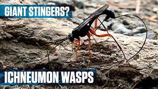 Parasitic Ichneumon Wasp [upl. by Airasor203]