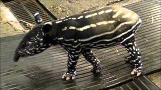 Rare Baby Malayan Tapir Born at Wild Animal Park [upl. by Yul]