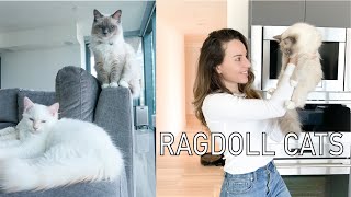 Owning a Ragdoll Cat  What to know [upl. by Fenelia]