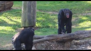 Chimpanzee sounds  Common Chimpanzee Pan troglodytes making Chimp noises [upl. by Evania368]