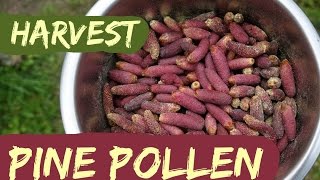 How to Harvest Pine Pollen [upl. by Eceinwahs]