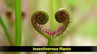 Heterotrophic Plants  Saprophytic  Parasitic  Insectivorous plants [upl. by Ennayhs]