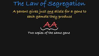 Mendels Law of Segregation Explained [upl. by Kosey569]